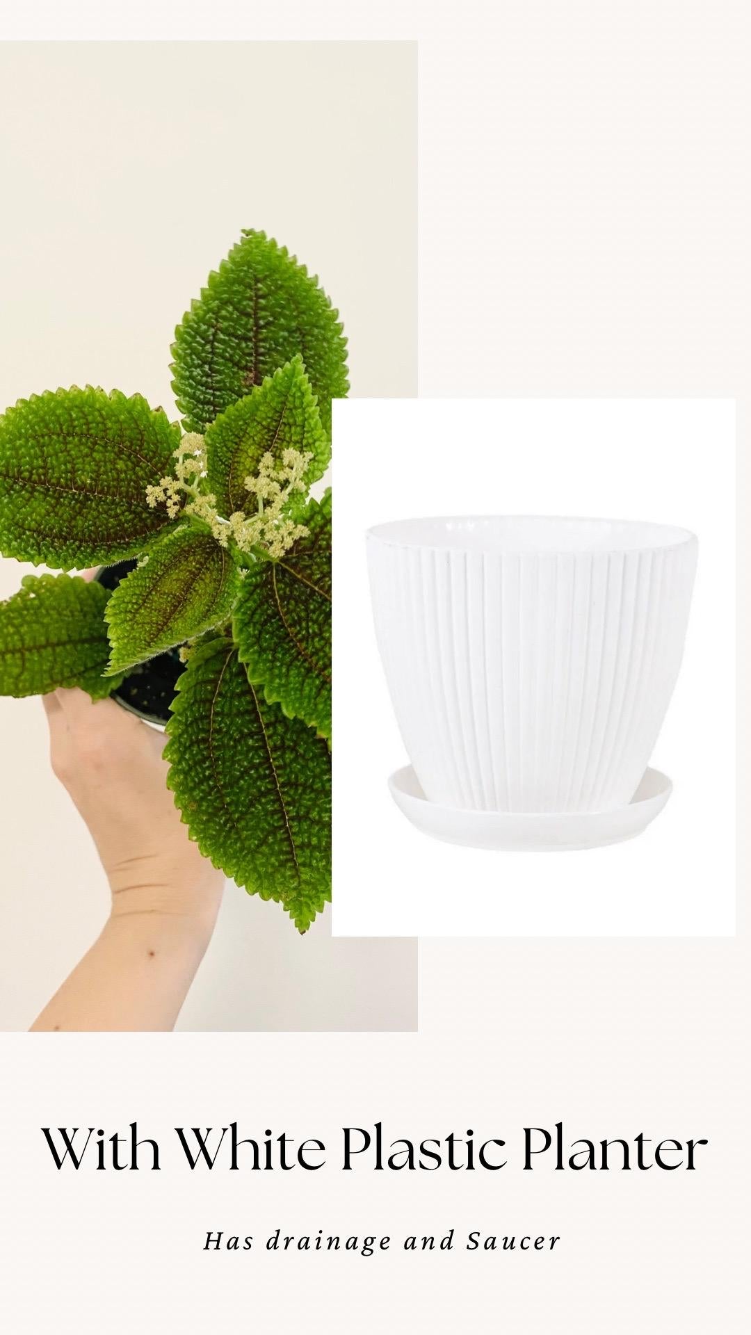 Pilea Moon Valley Plant - Flowering - 3.5” Nursery Pot