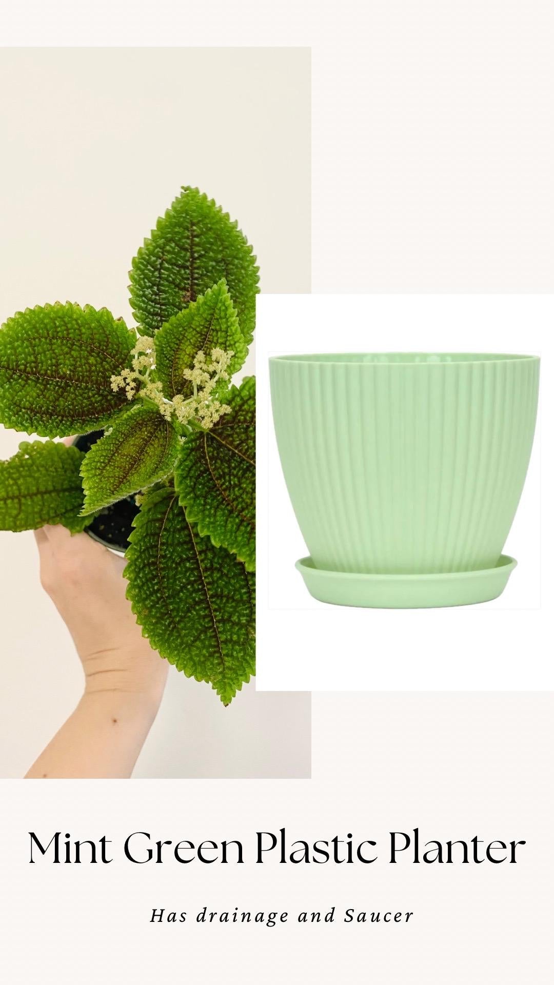 Pilea Moon Valley Plant - Flowering - 3.5” Nursery Pot