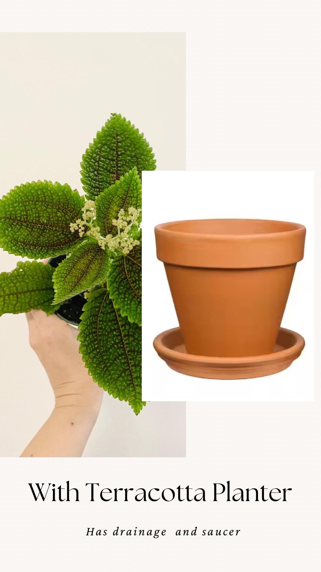 Pilea Moon Valley Plant - Flowering - 3.5” Nursery Pot