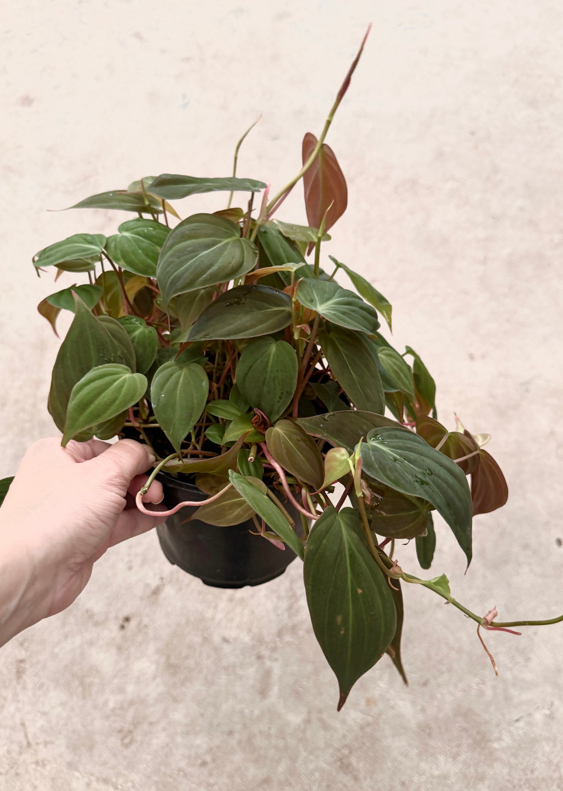 Philodendron Micans Plant 4" | 6” Pot - Live Plant