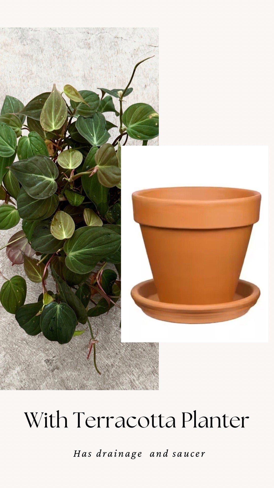 Philodendron Micans Plant 4" | 6” Pot - Live Plant