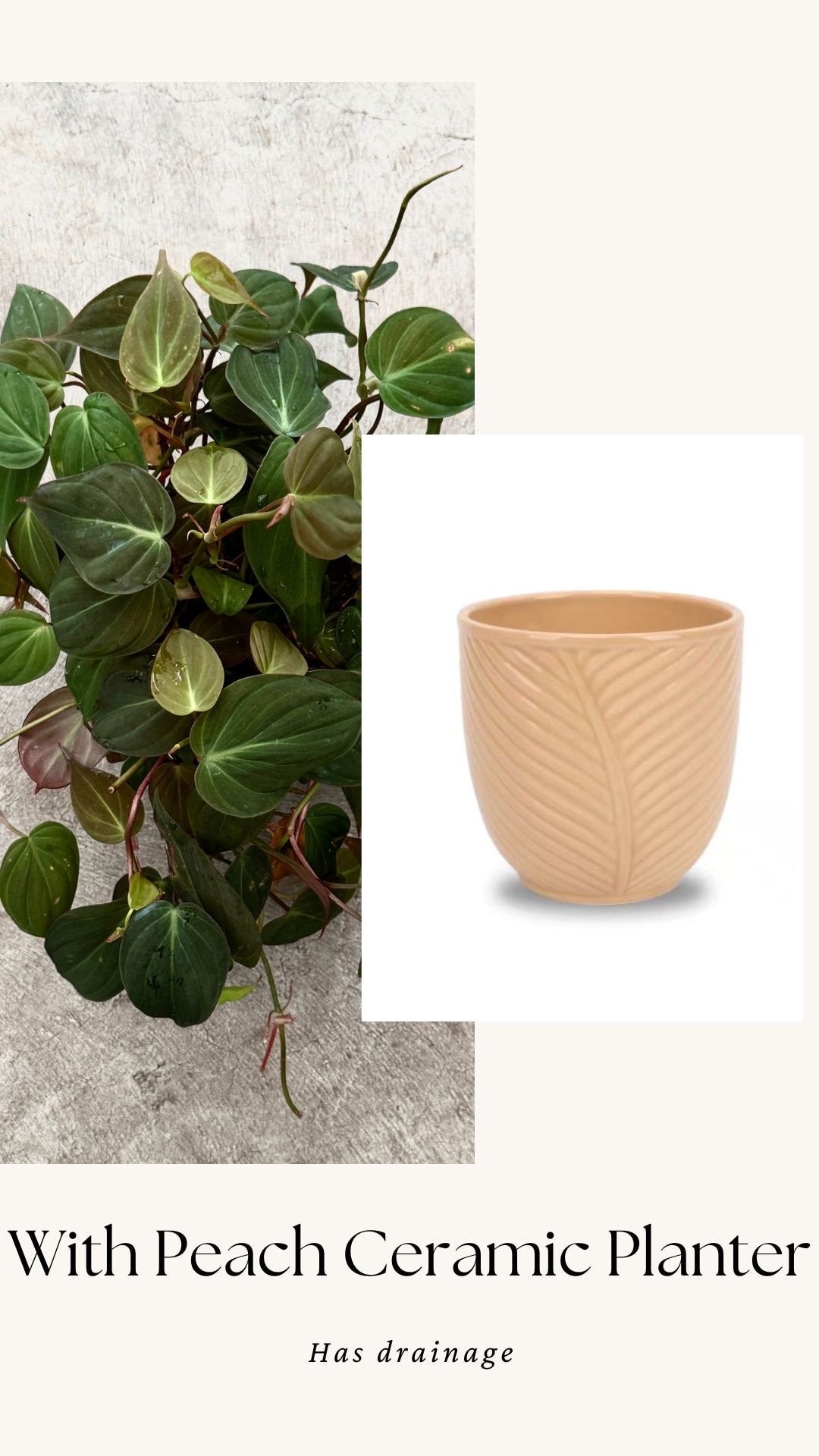 Philodendron Micans Plant 4" | 6” Pot - Live Plant