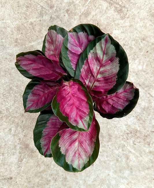 Calathea Roseopicta Rosy Live House Plant - 4” | 6” Pot