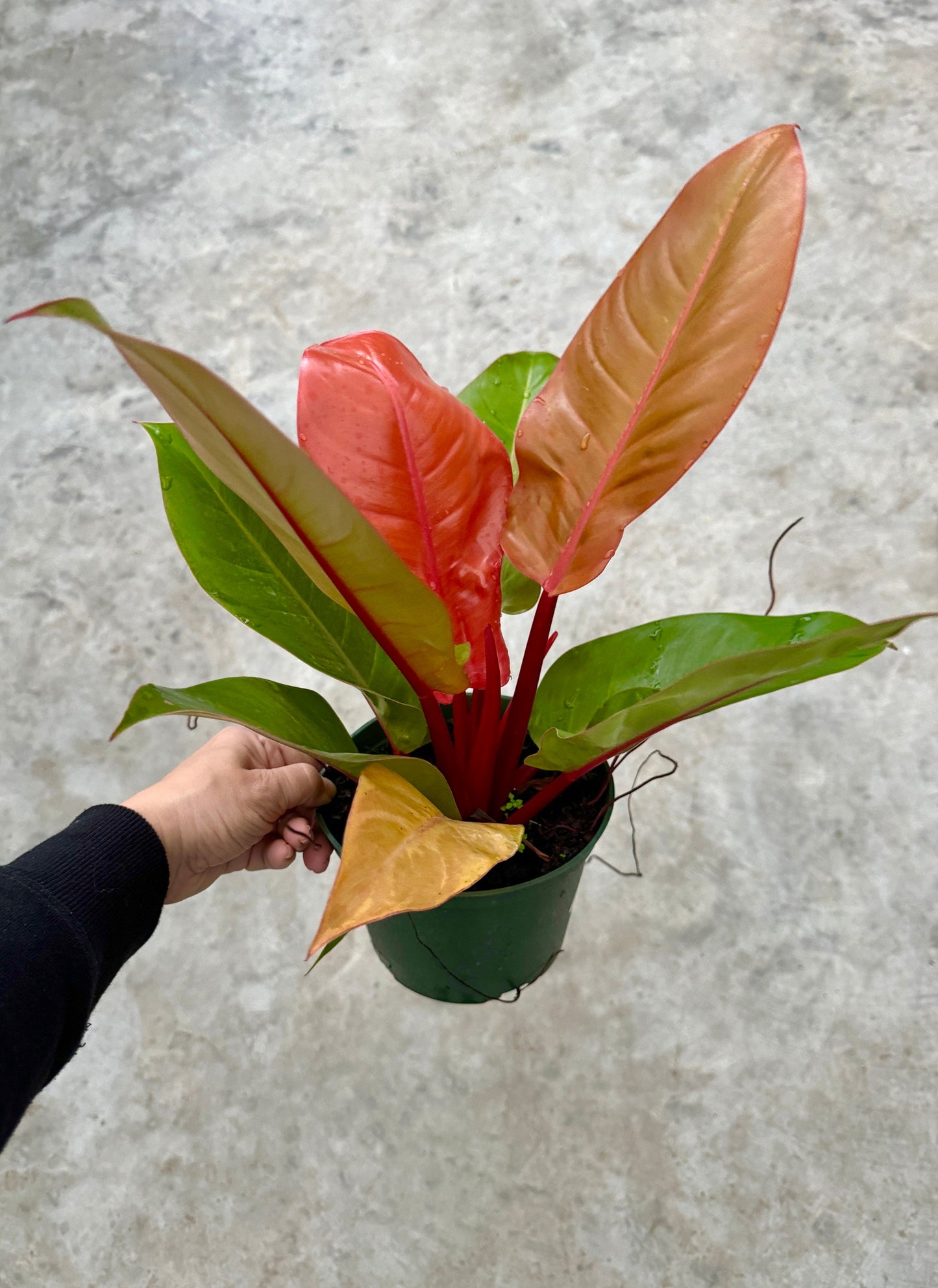 Philodendron Prince of Orange Plant - 6 inch Pot - optional deocrative pot