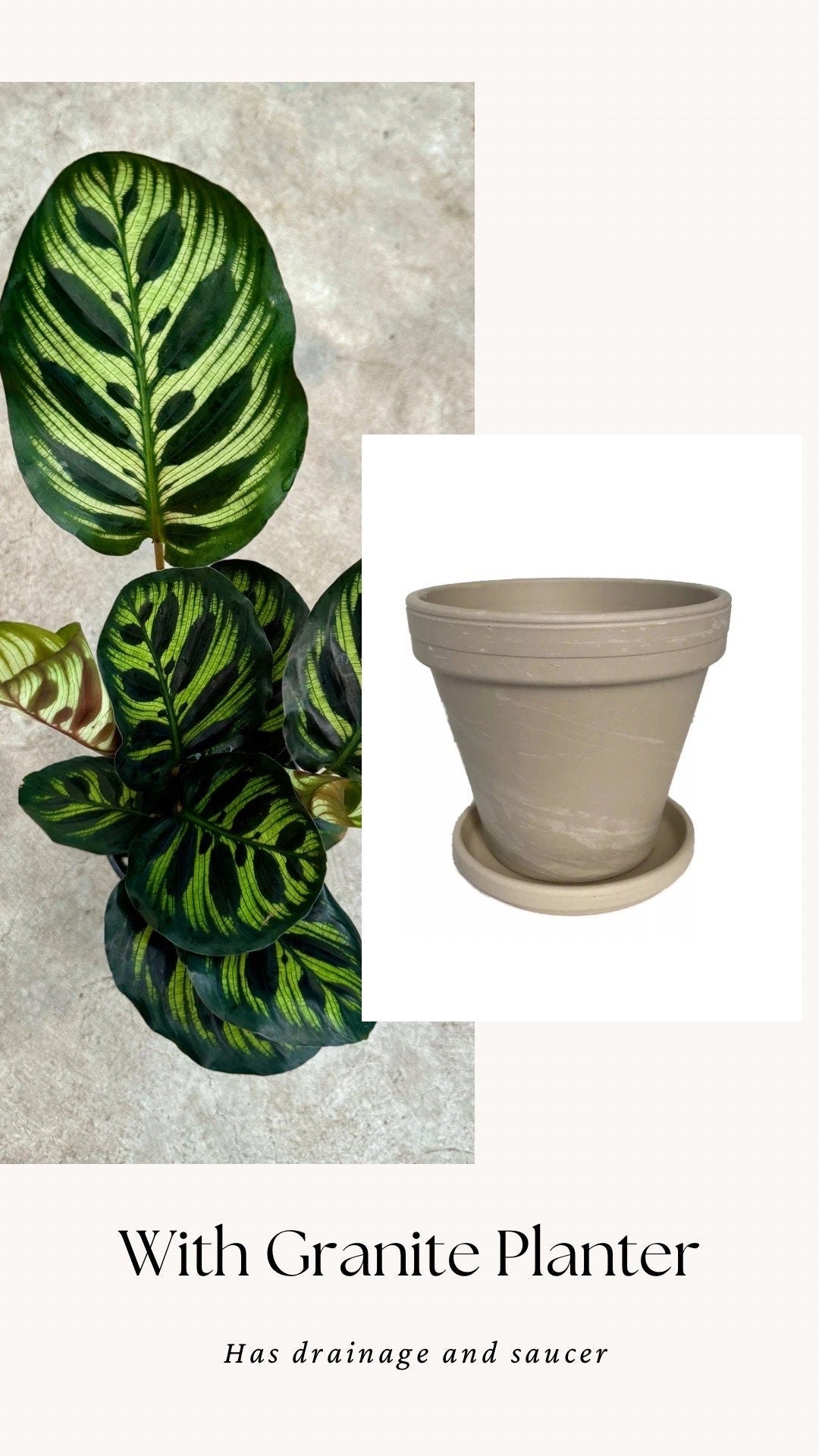 Calathea Makoyana Prayer Plant 4" Pot - Live Indoor Houseplant