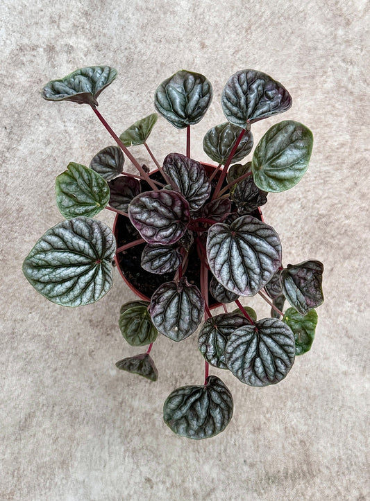 Peperomia Caperata Emerald Ripple - 3.5 inch Pot - Live Plant - optional decorative pot