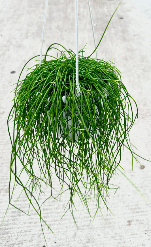 Rhipsalis Burchelli Plant - 6 inch Hanging Basket - optional decorative basket