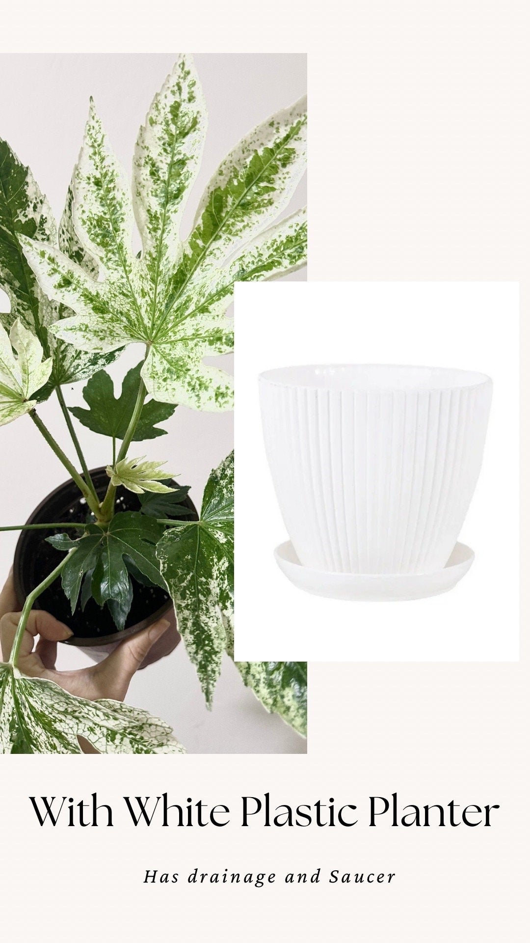 Fatsia japonica 'Spider's Web' (Japanese Aralia) Variegated Plant - 6” Pot - Live Plant