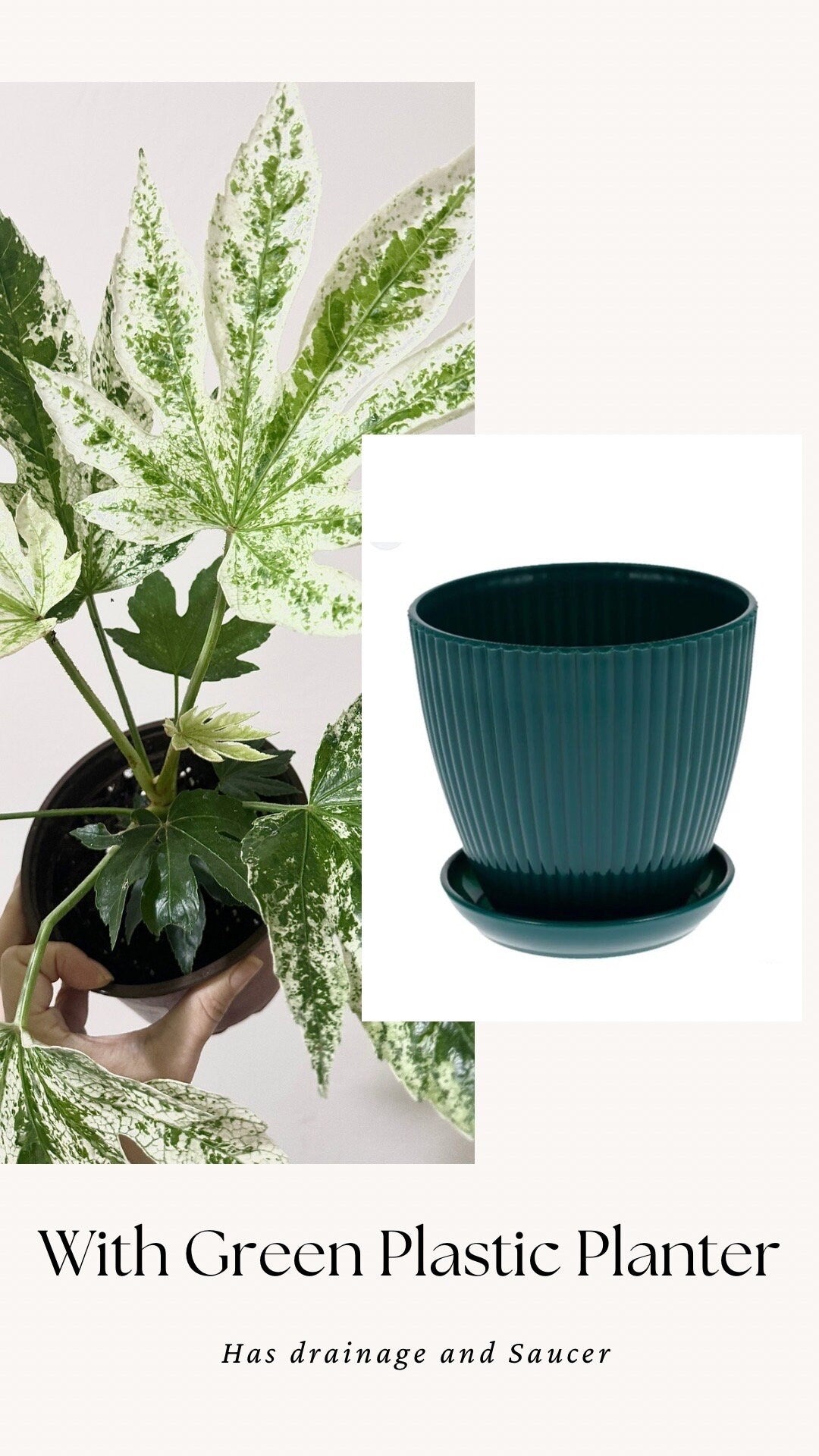 Fatsia japonica 'Spider's Web' (Japanese Aralia) Variegated Plant - 6” Pot - Live Plant
