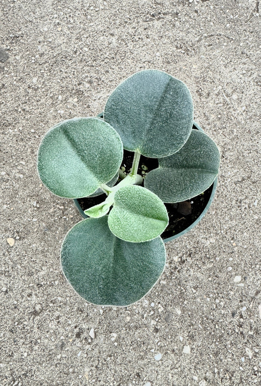Peperomia sp. Icana Plant - 4 inch Pot - Live Plant - optional decorative pot