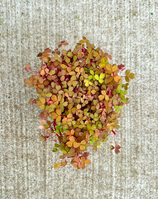 Oxalis Spiralis Aurea Golden Plant - 4 inch Pot - Live Plant - optional decorative pot