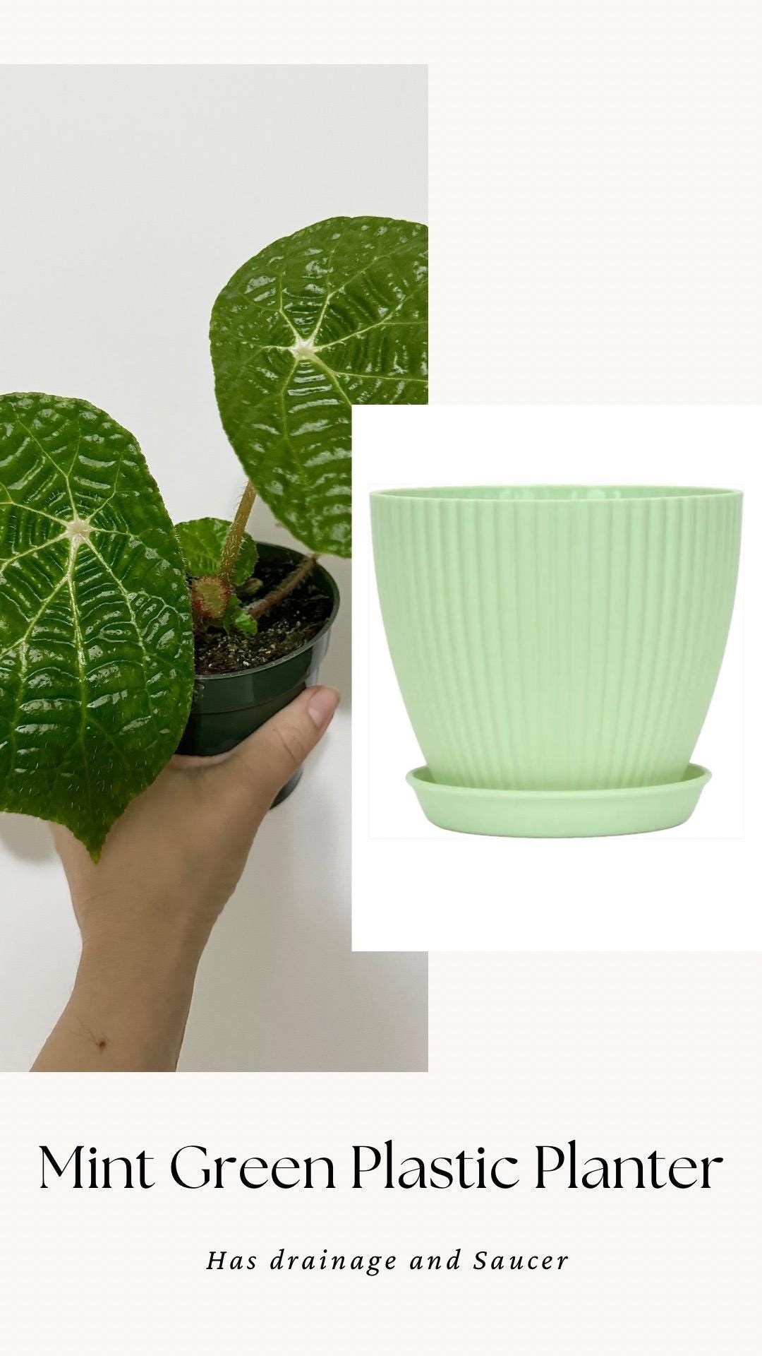 Begonia Natunaensis Rare Plant - 4 inch Pot - optional decorative plant