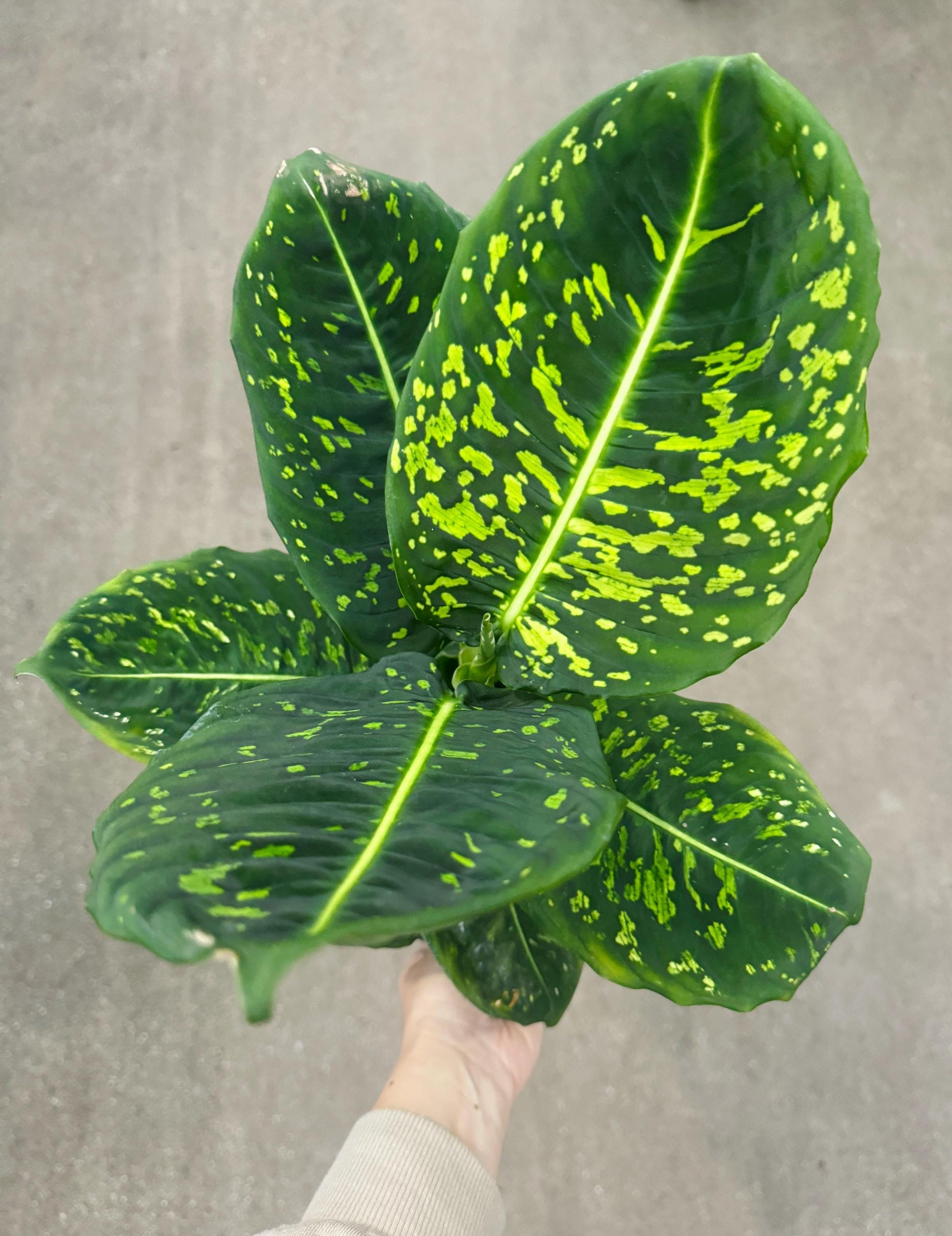 Dieffenbachia Reflector Plant - 4", 6" Pot | optional decorative pot
