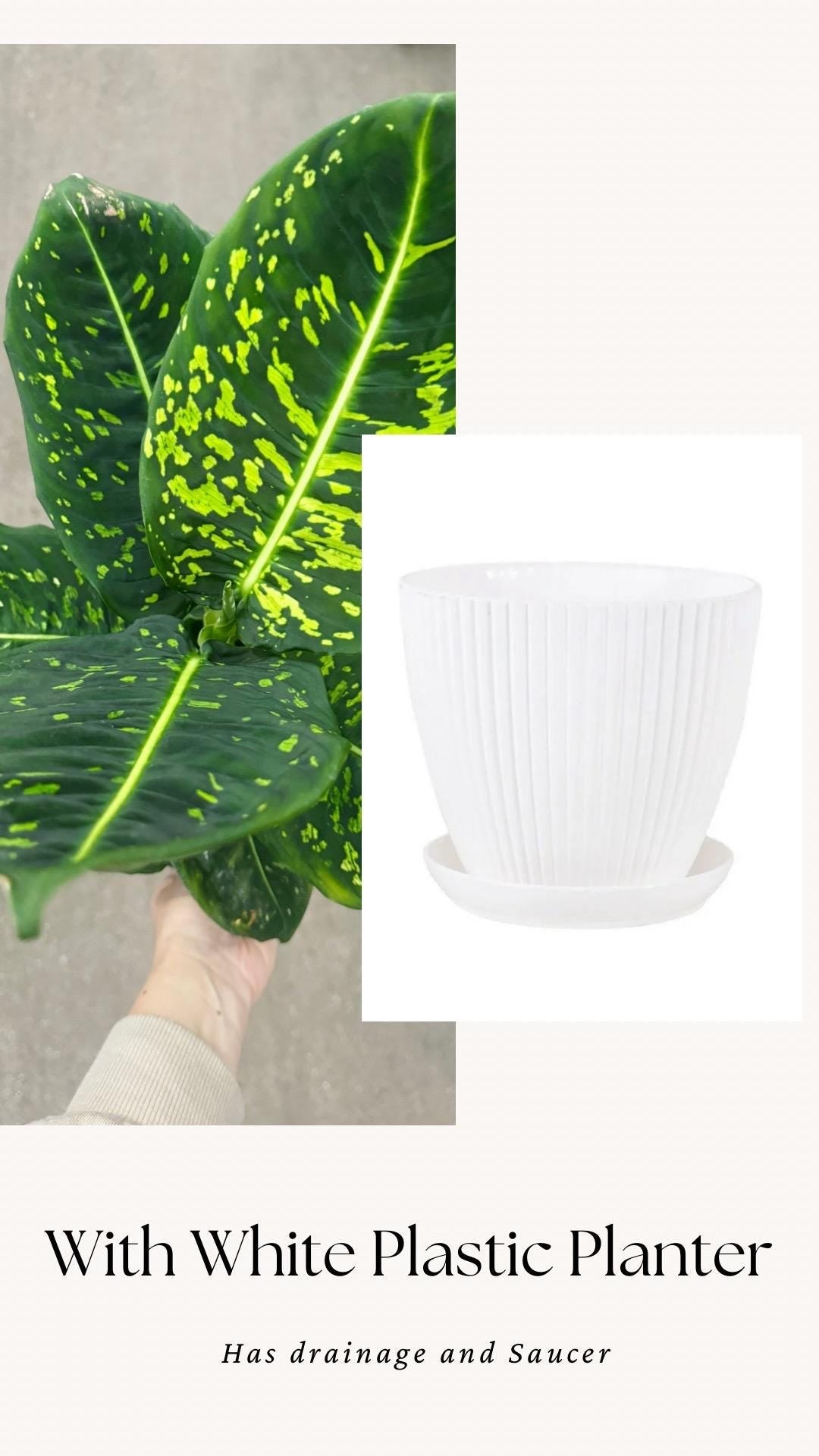 Dieffenbachia Reflector Plant - 4", 6" Pot | optional decorative pot