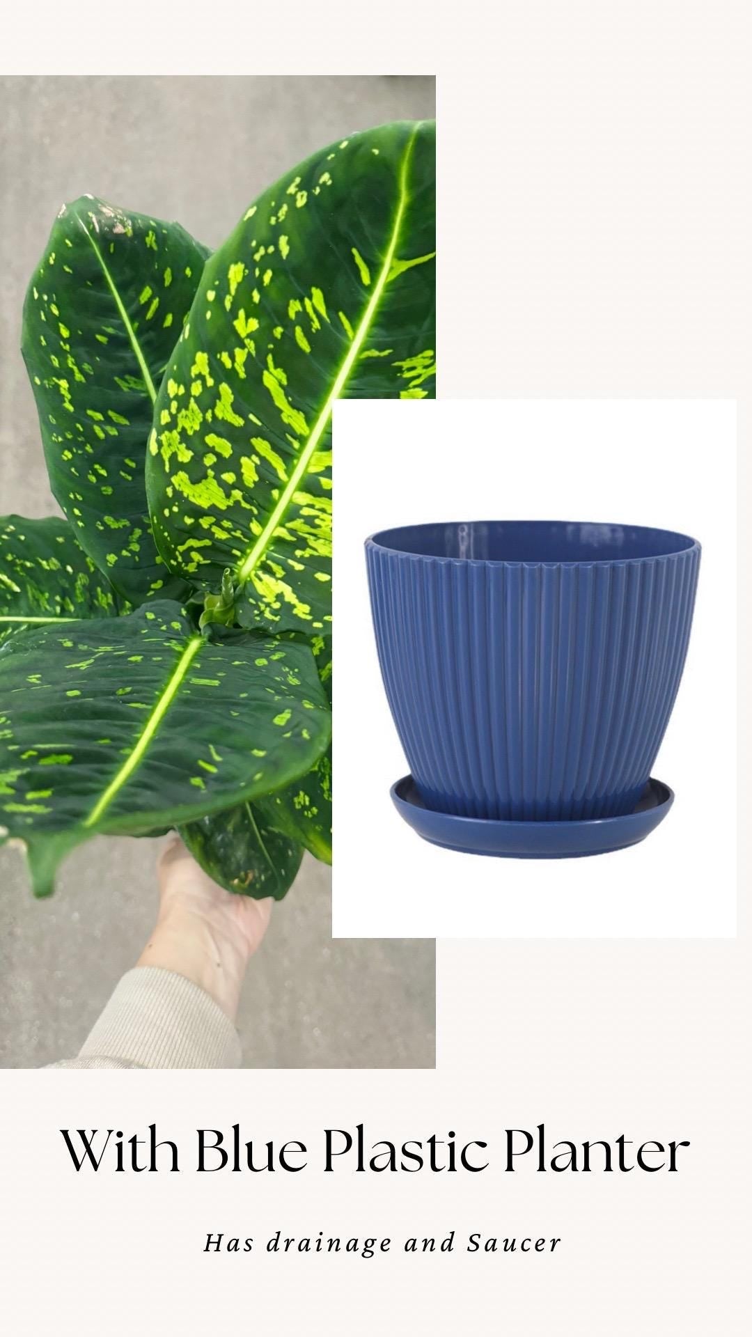 Dieffenbachia Reflector Plant - 4", 6" Pot | optional decorative pot
