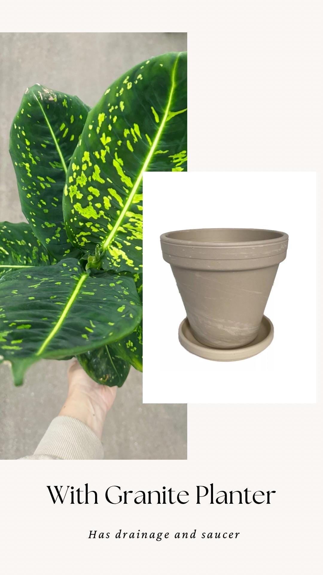 Dieffenbachia Reflector Plant - 4", 6" Pot | optional decorative pot