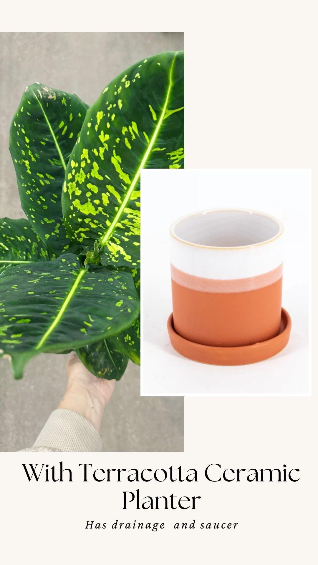 Dieffenbachia Reflector Plant - 4", 6" Pot | optional decorative pot