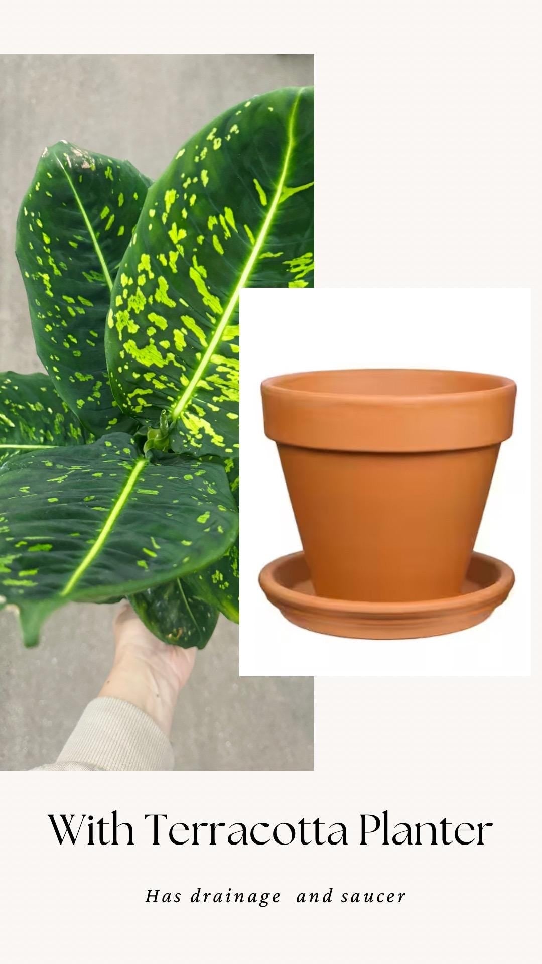 Dieffenbachia Reflector Plant - 4", 6" Pot | optional decorative pot