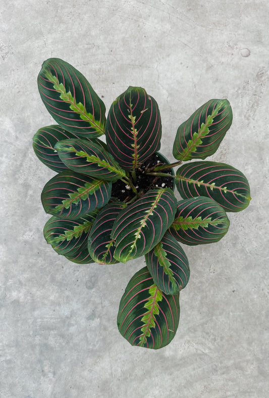 Red Maranta Prayer Plant | 4 inch Pot | Live Plant - optional decorative pot