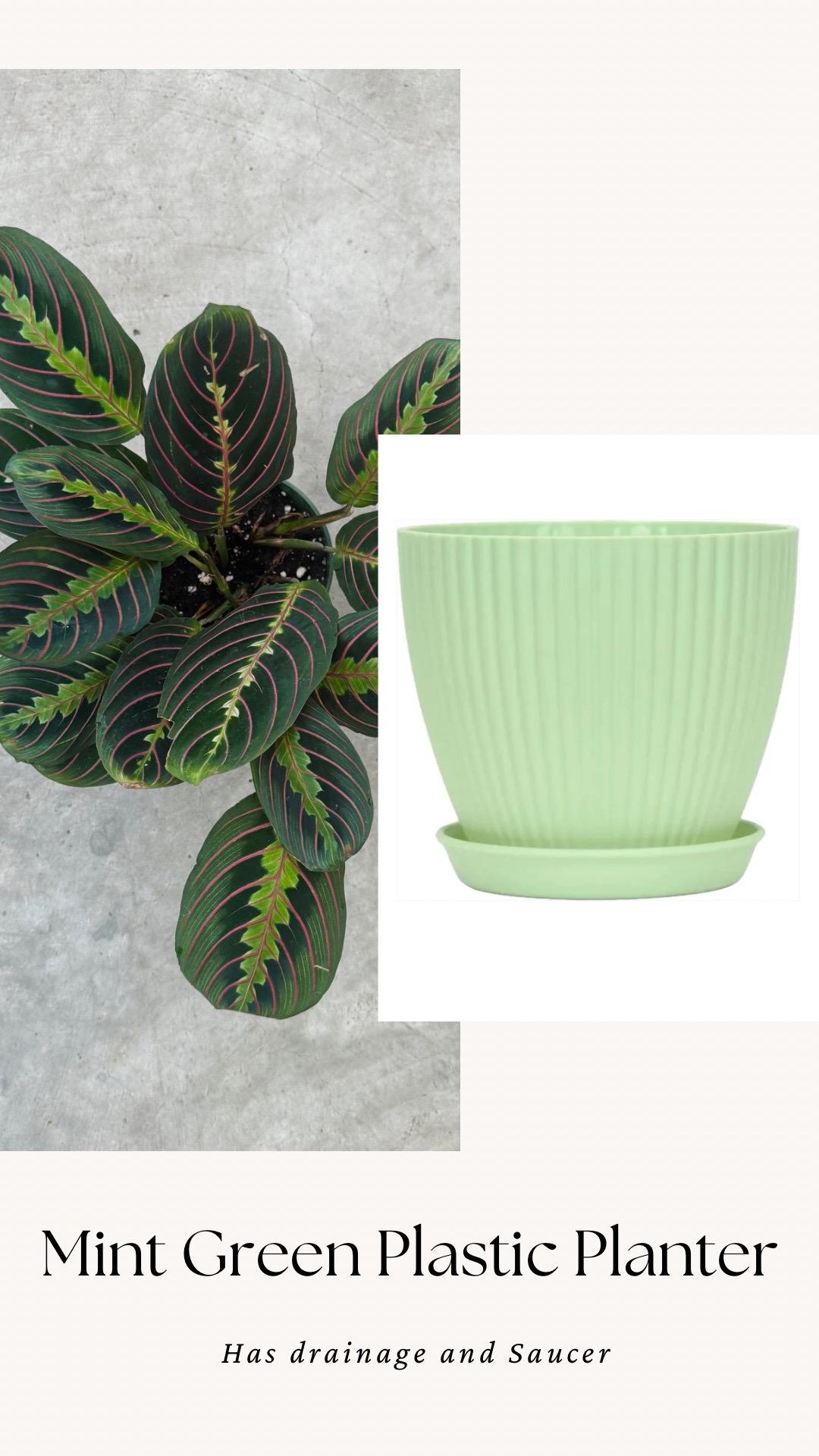 Red Maranta Prayer Plant | 6 inch Pot | Live Plant - optional decorative pot