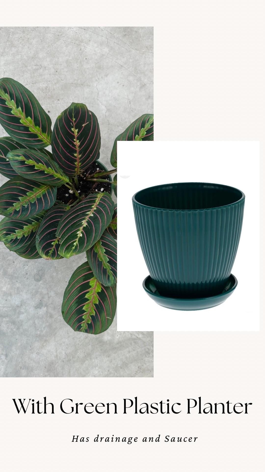 Red Maranta Prayer Plant | 6 inch Pot | Live Plant - optional decorative pot