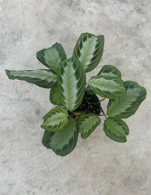 Maranta Silver Band Prayer Plant | 4 inch Pot | Live Plant - optional decorative pot