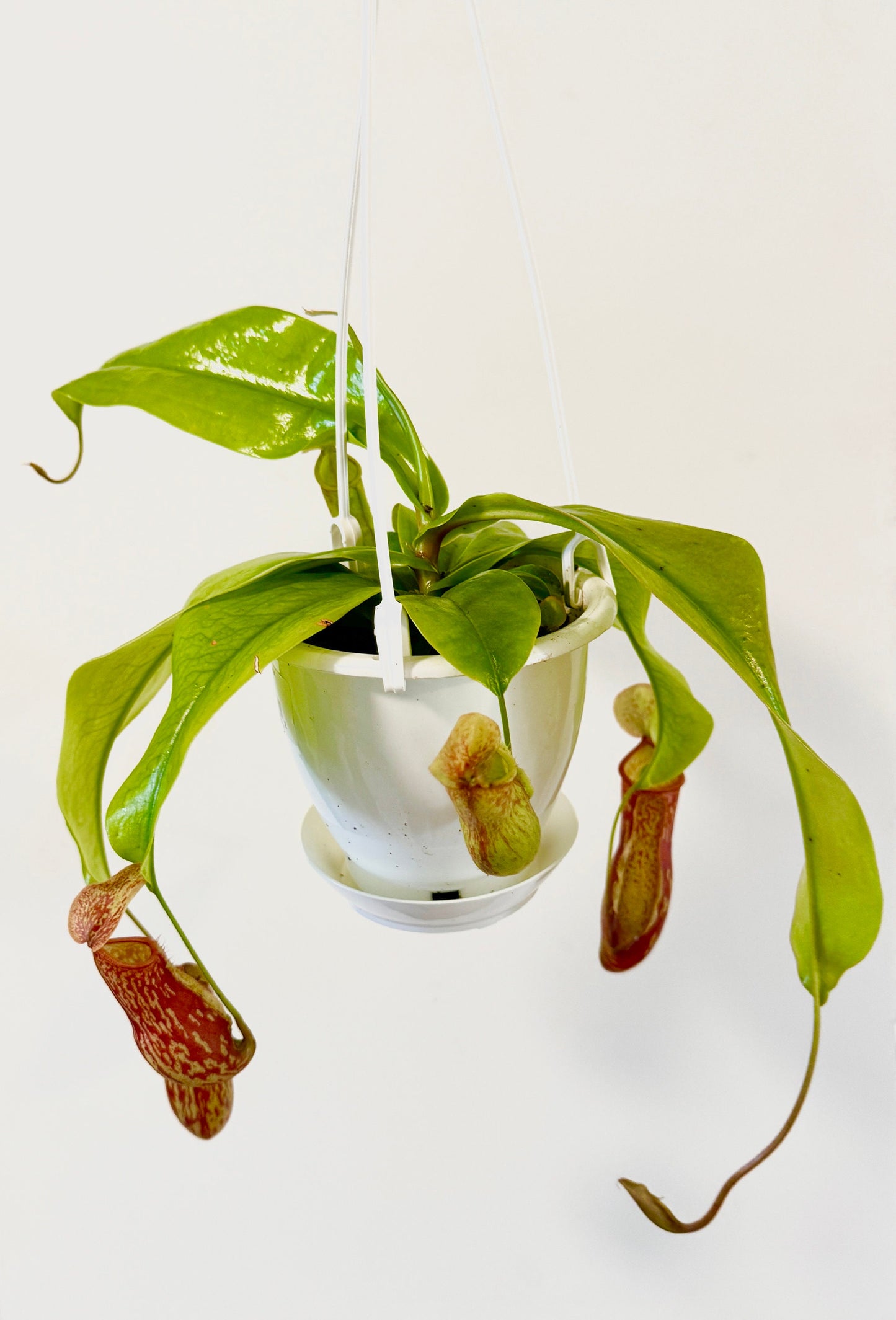 Nepenthes St Gaya Pitcher Hanging Plant - 4.5 Hanging Basket - Live Plant