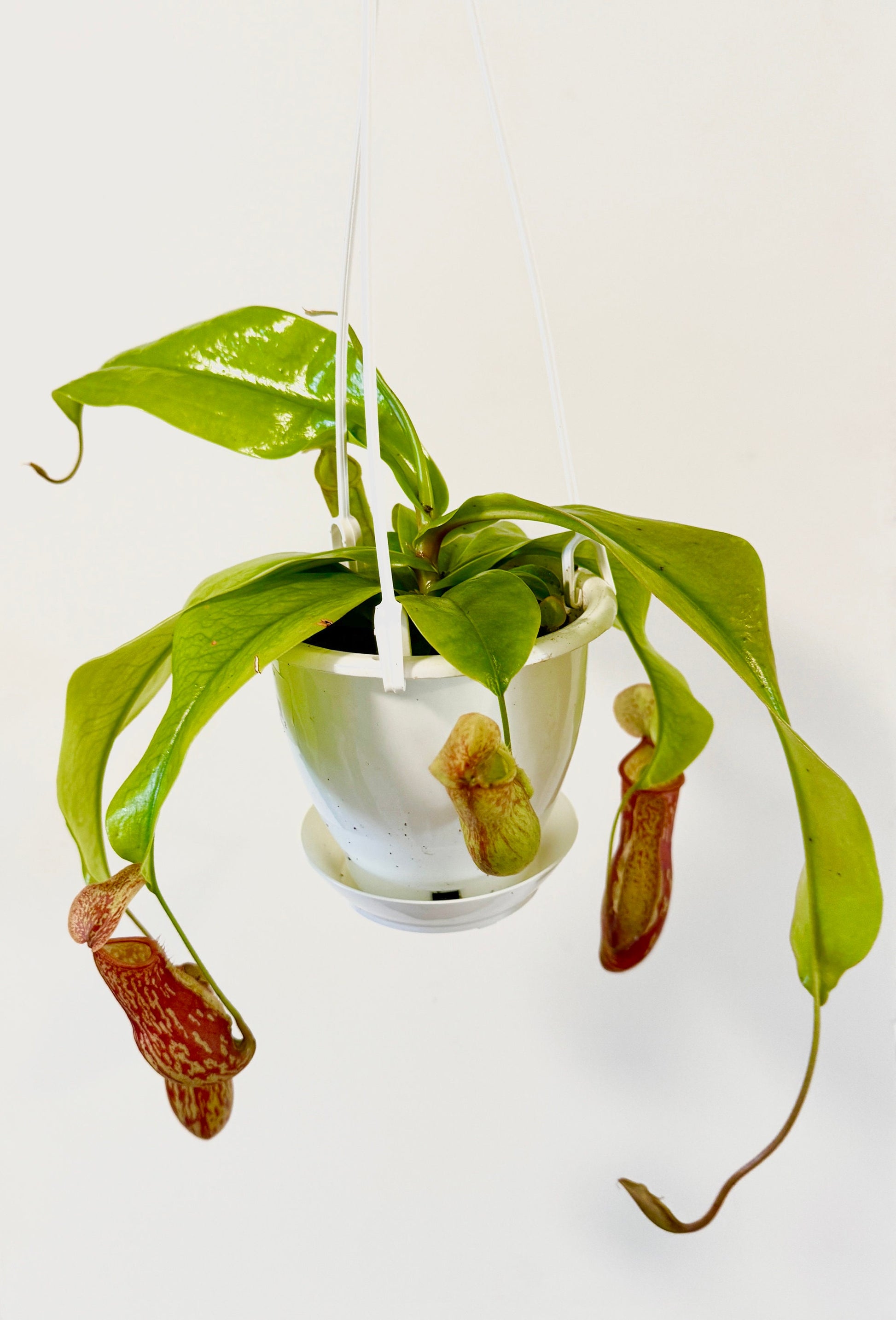 Nepenthes St Gaya Pitcher Hanging Plant - 4.5 Hanging Basket - Live Plant