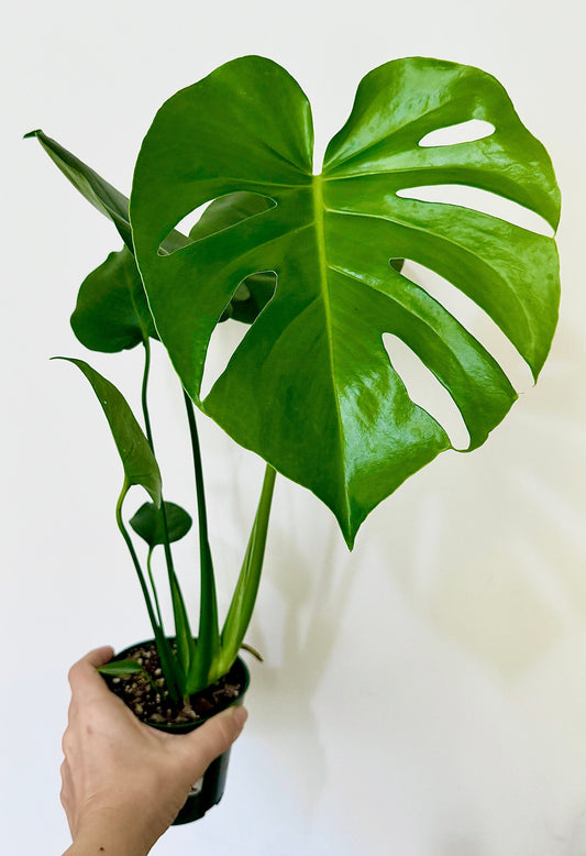 Monstera Deliciousa Plant 4", 6” Pot - Live Indoor Houseplant