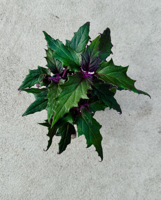 Purple Passion | Gynura Aurantiaca Plant - Live Plant 4" Pot - optional decorative planter
