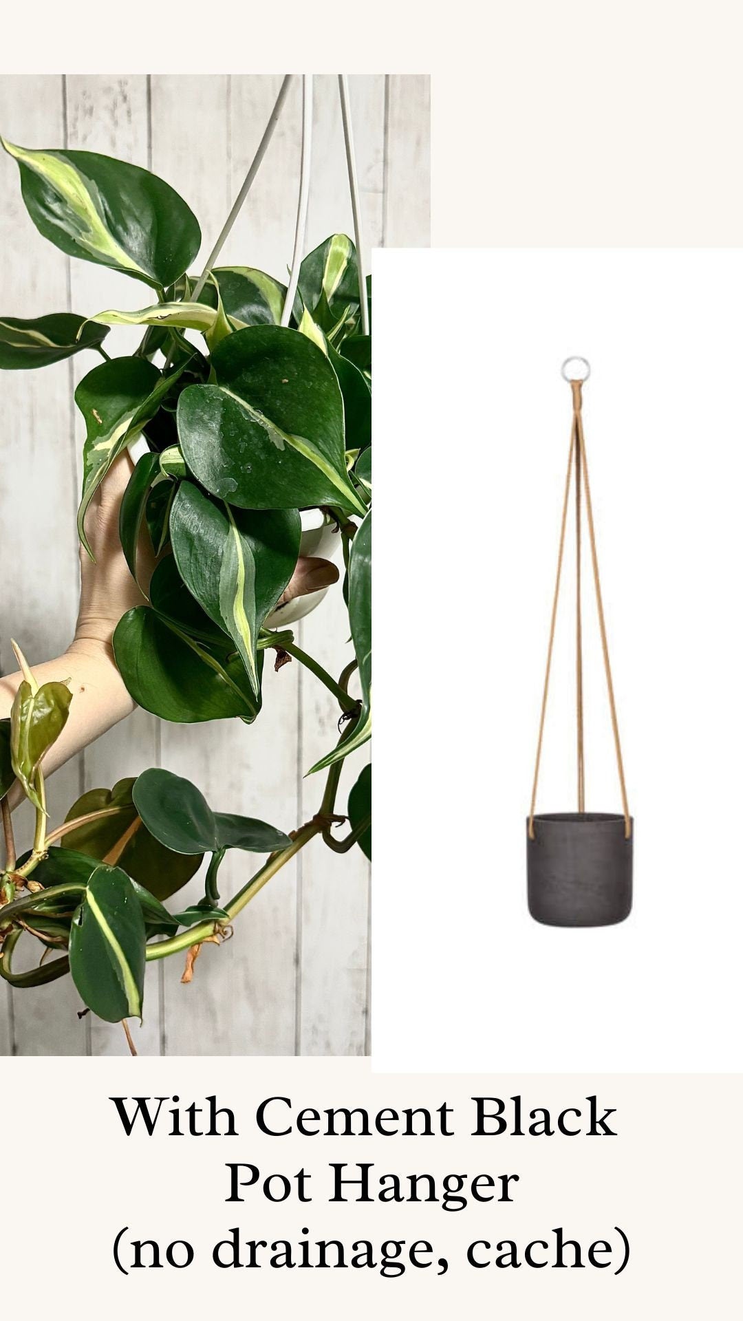 Philodendron Silver Stripe - Live Plant 4.5 Hanging Pot - optional decorative basket
