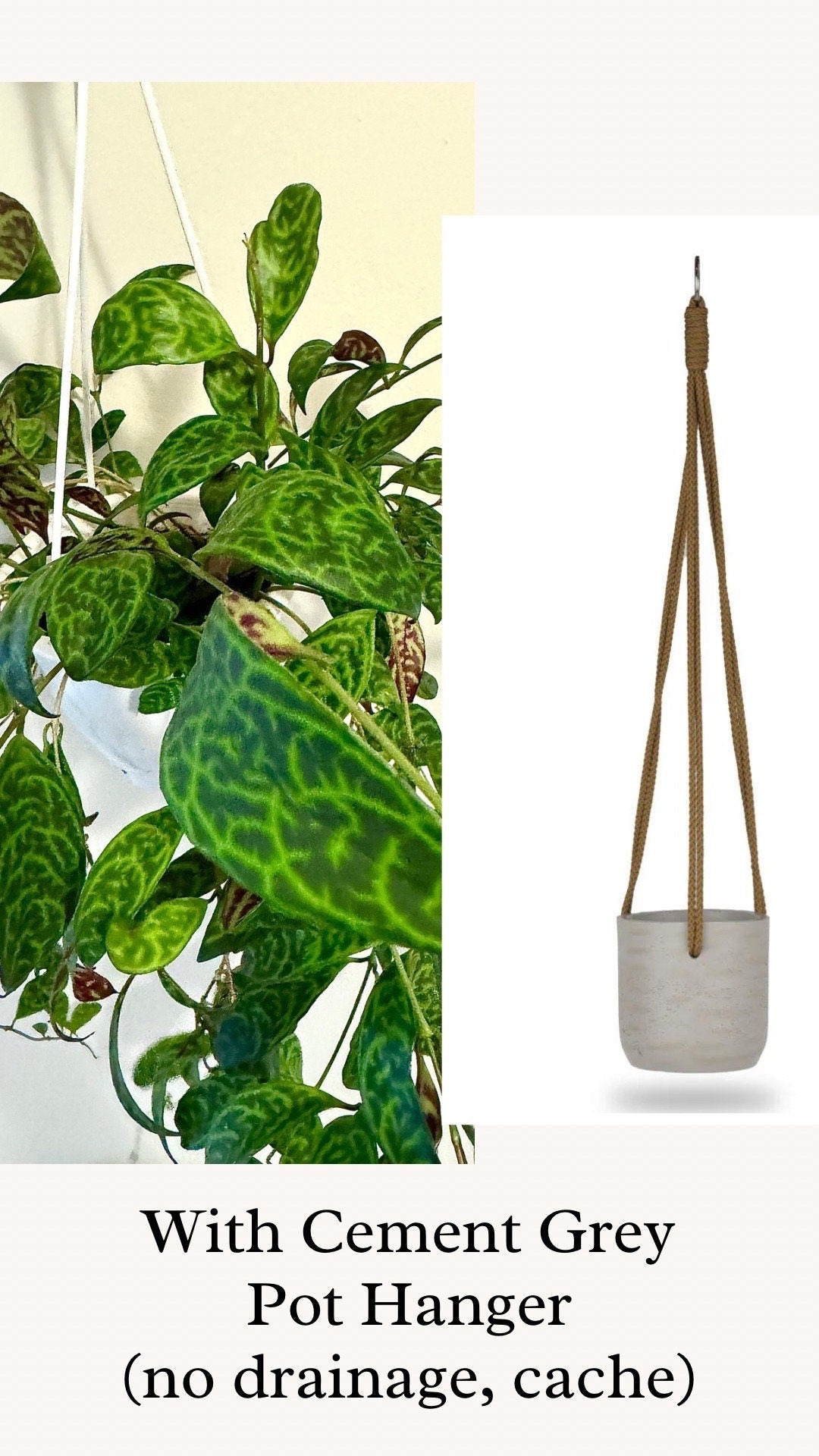 Lipstick Plant Black Pagoda (Aeschynanthus longicaulis) 4.5 inch Hanging pot - Live Plant - optional decorative hanger