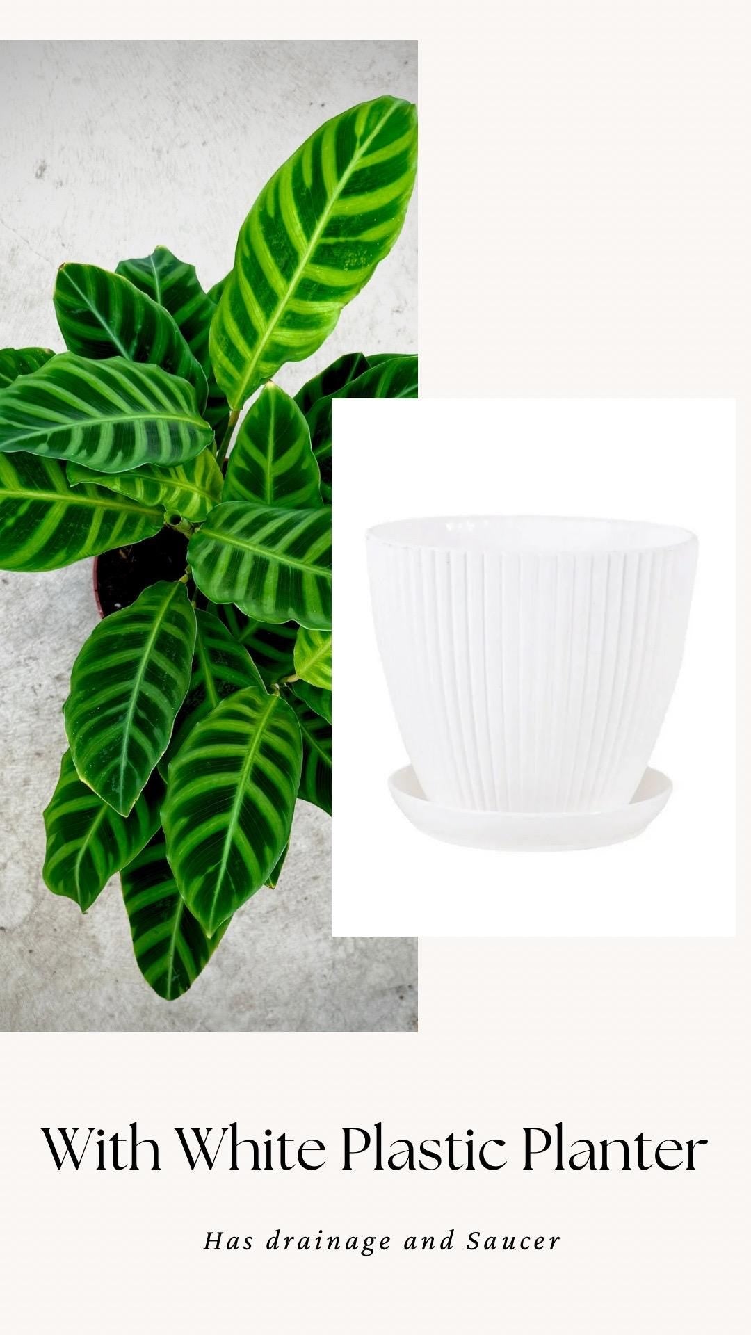 Calathea Zebrina Plant - 4", 6”Nursery Pot - Live Plant - optional decorative pot