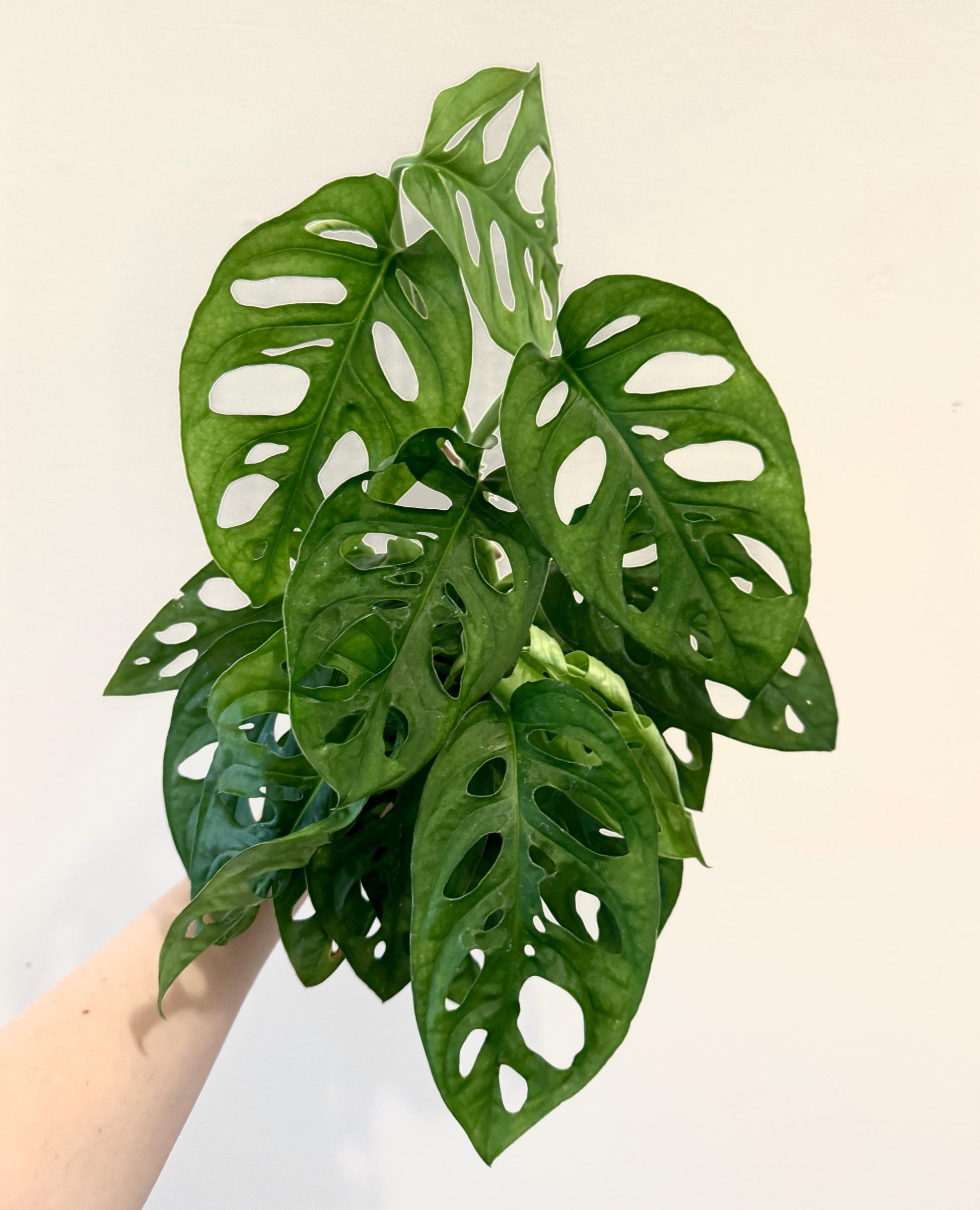 Monstera Adansonii - Swiss Cheese Plant 4 inch | 6 inch Pot - Live Plant - optional decorative pot