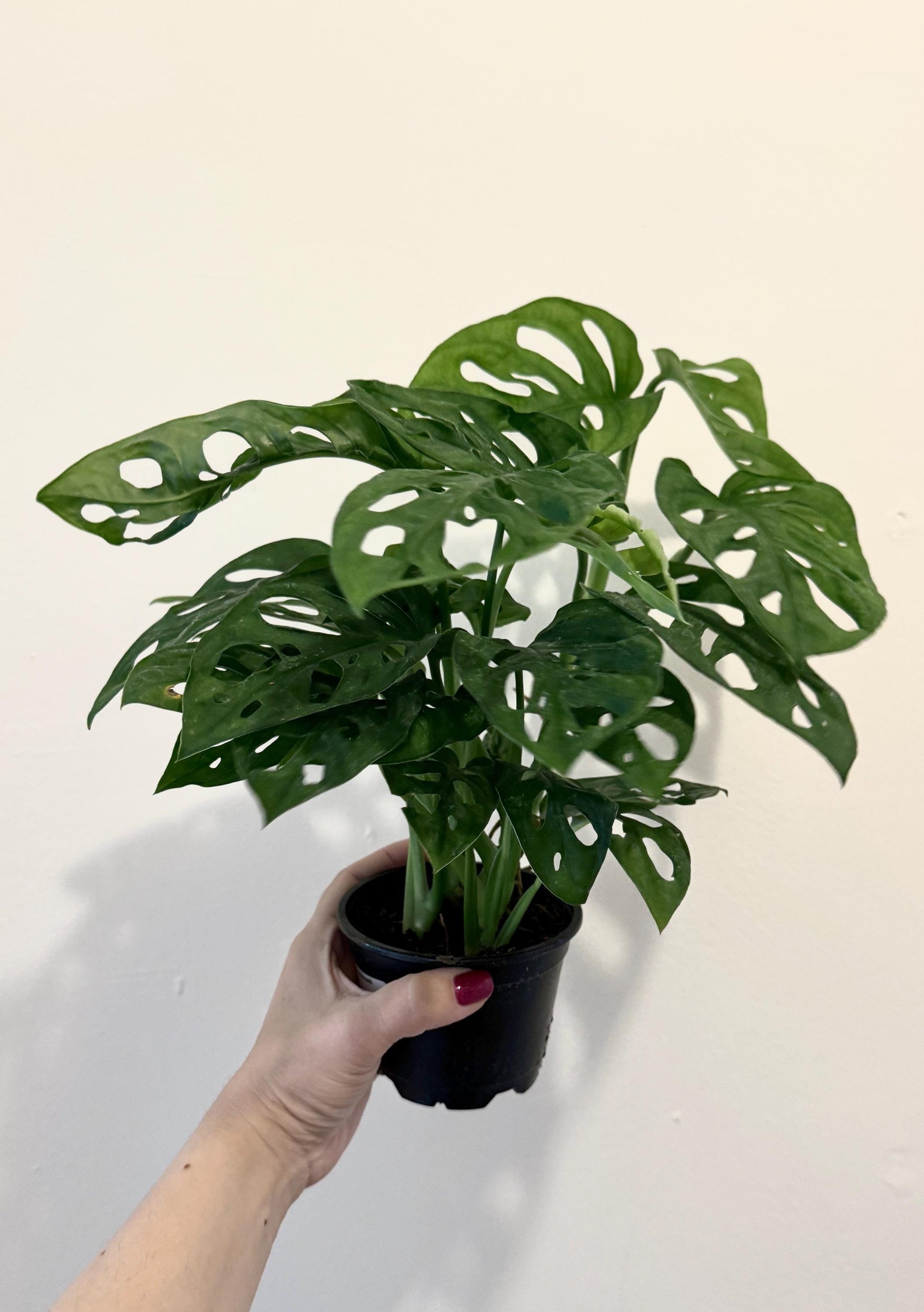 Monstera Adansonii - Swiss Cheese Plant 4 inch | 6 inch Pot - Live Plant - optional decorative pot