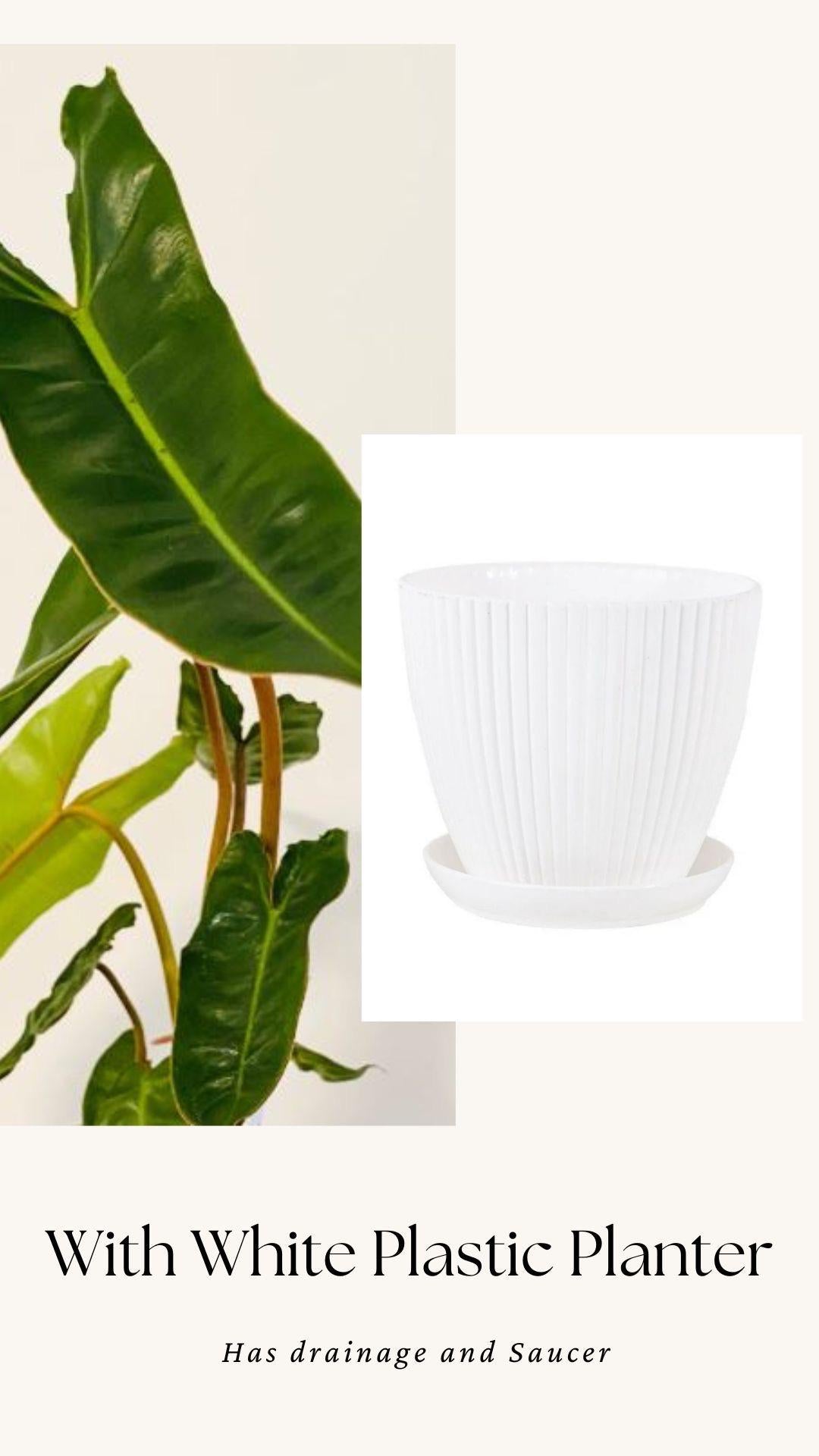 Philodendron Billietiae Plant - 4" Nursery Pot - Live Plant
