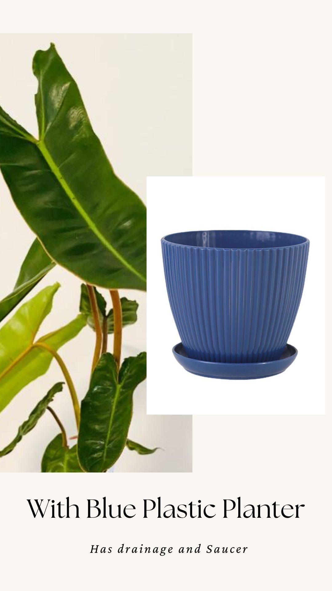 Philodendron Billietiae Plant - 4" Nursery Pot - Live Plant