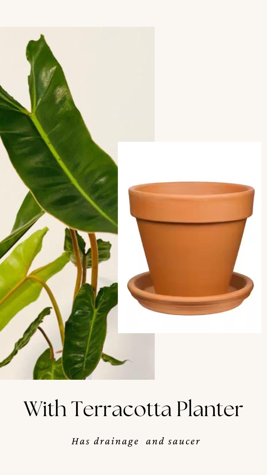 Philodendron Billietiae Plant - 4" Nursery Pot - Live Plant
