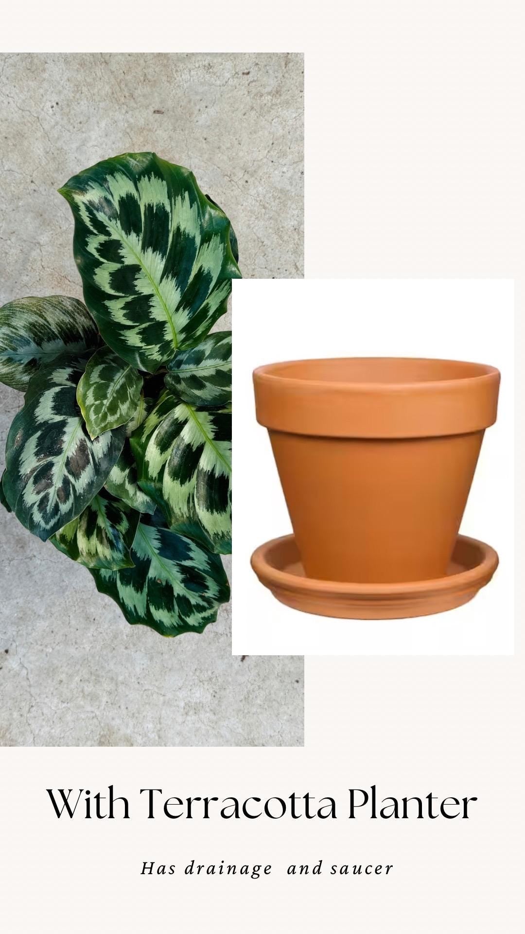 Calathea Helen Kennedy Prayer Plant 4" Pot - Live Indoor Houseplant