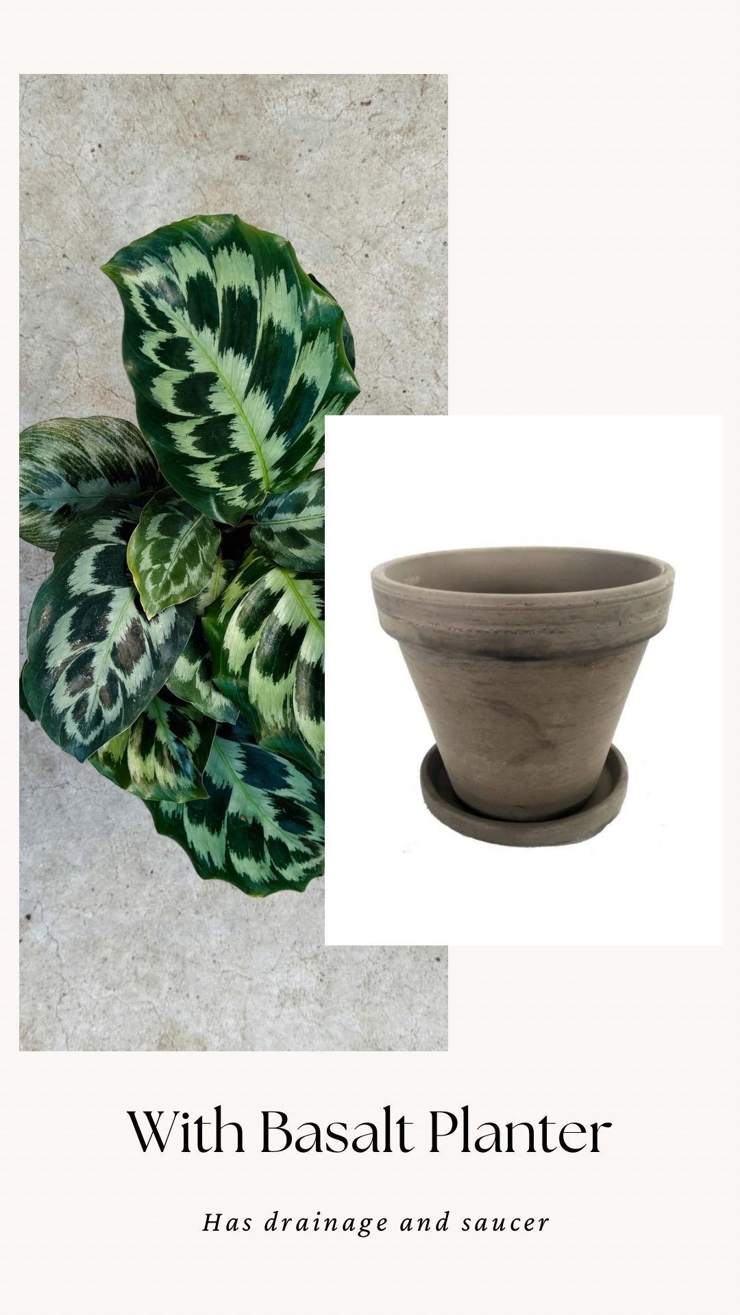 Calathea Helen Kennedy Prayer Plant 4" Pot - Live Indoor Houseplant