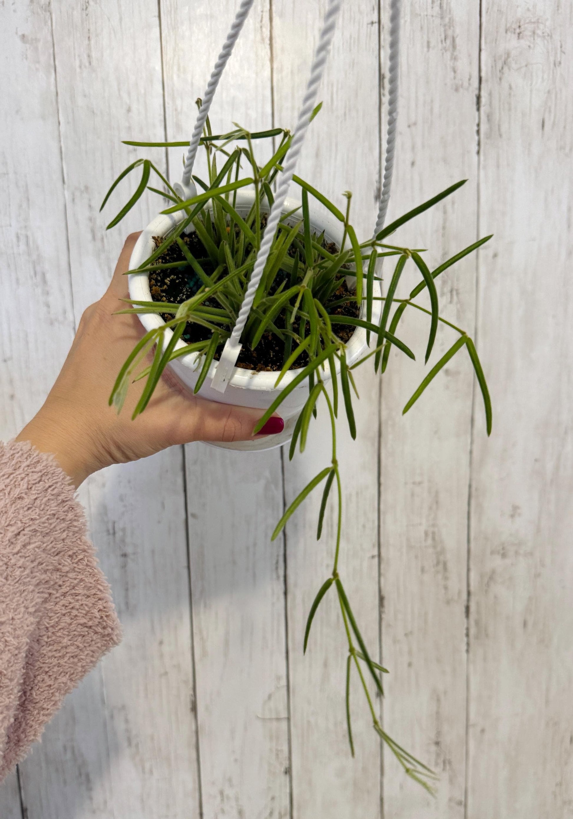 Hoya Linearis Plant - Rare - 4.5 inch Hanging Pot - Live Plant