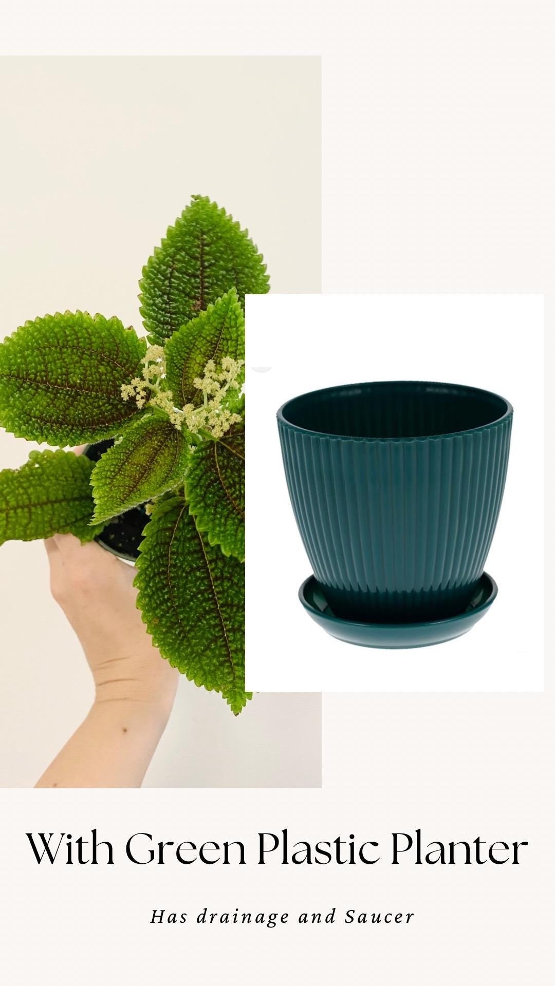 Pilea Moon Valley Plant - Flowering - 3.5” Nursery Pot