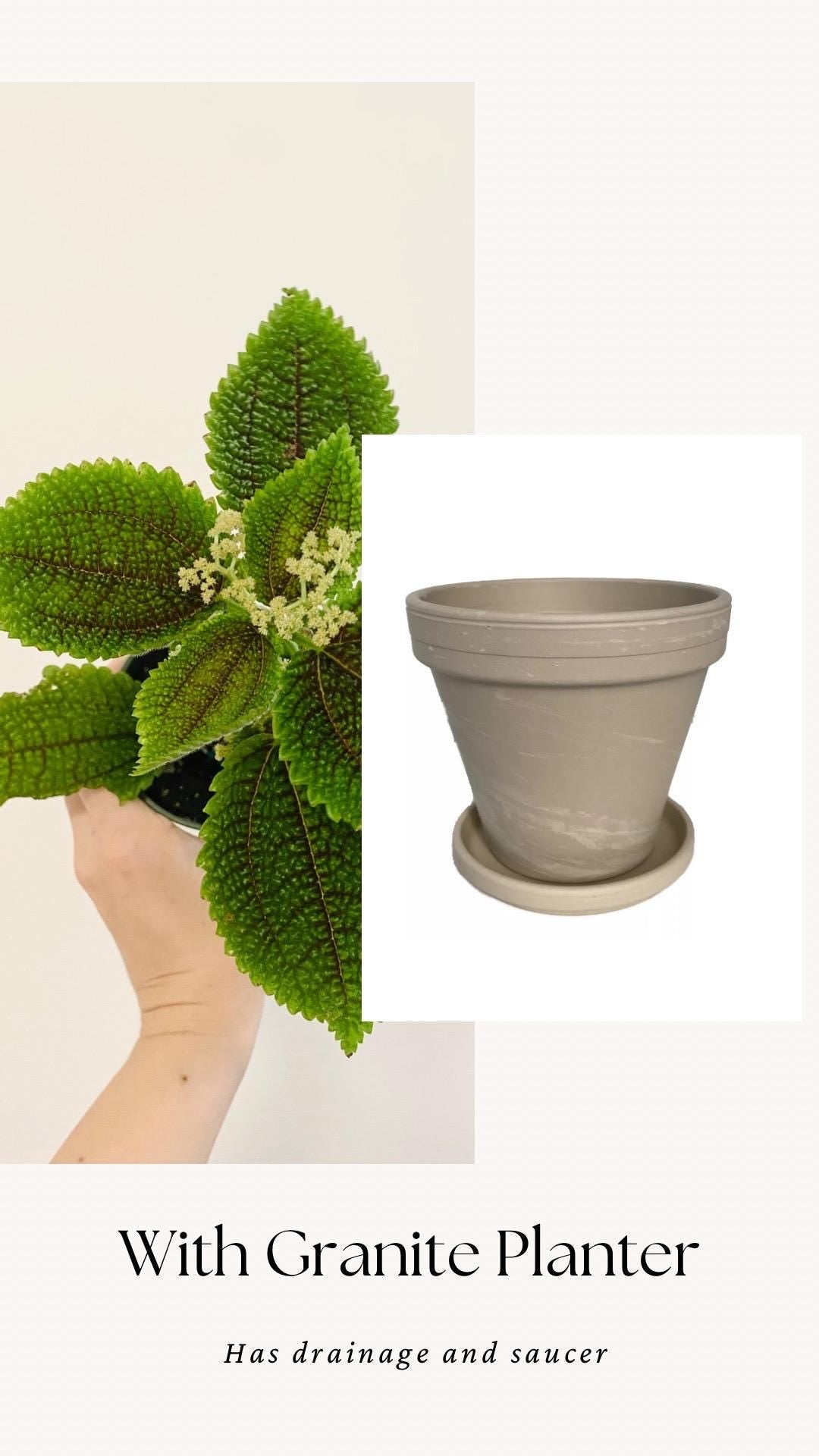 Pilea Moon Valley Plant - Flowering - 3.5” Nursery Pot