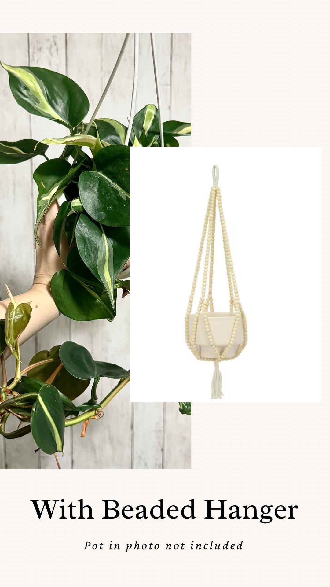 Philodendron Silver Stripe - Live Plant 4.5 Hanging Pot - optional decorative basket