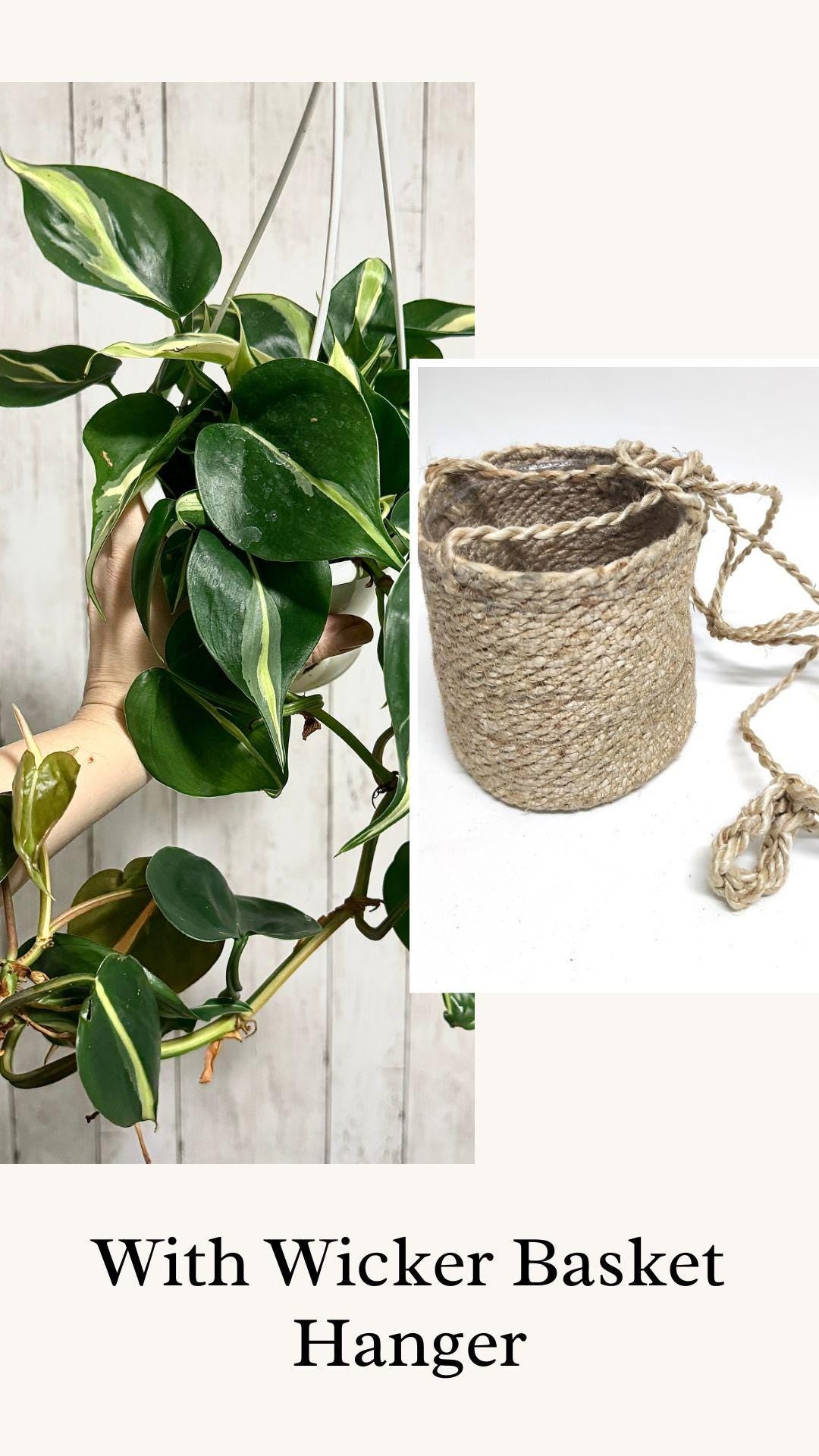 Philodendron Silver Stripe - Live Plant 4.5 Hanging Pot - optional decorative basket