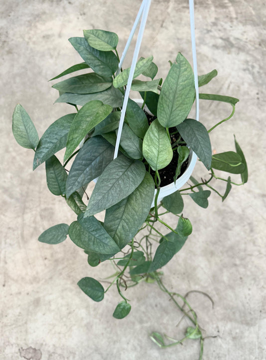 Cebu Blue Pothos Plant Hanging Basket - 6" - Live Plant