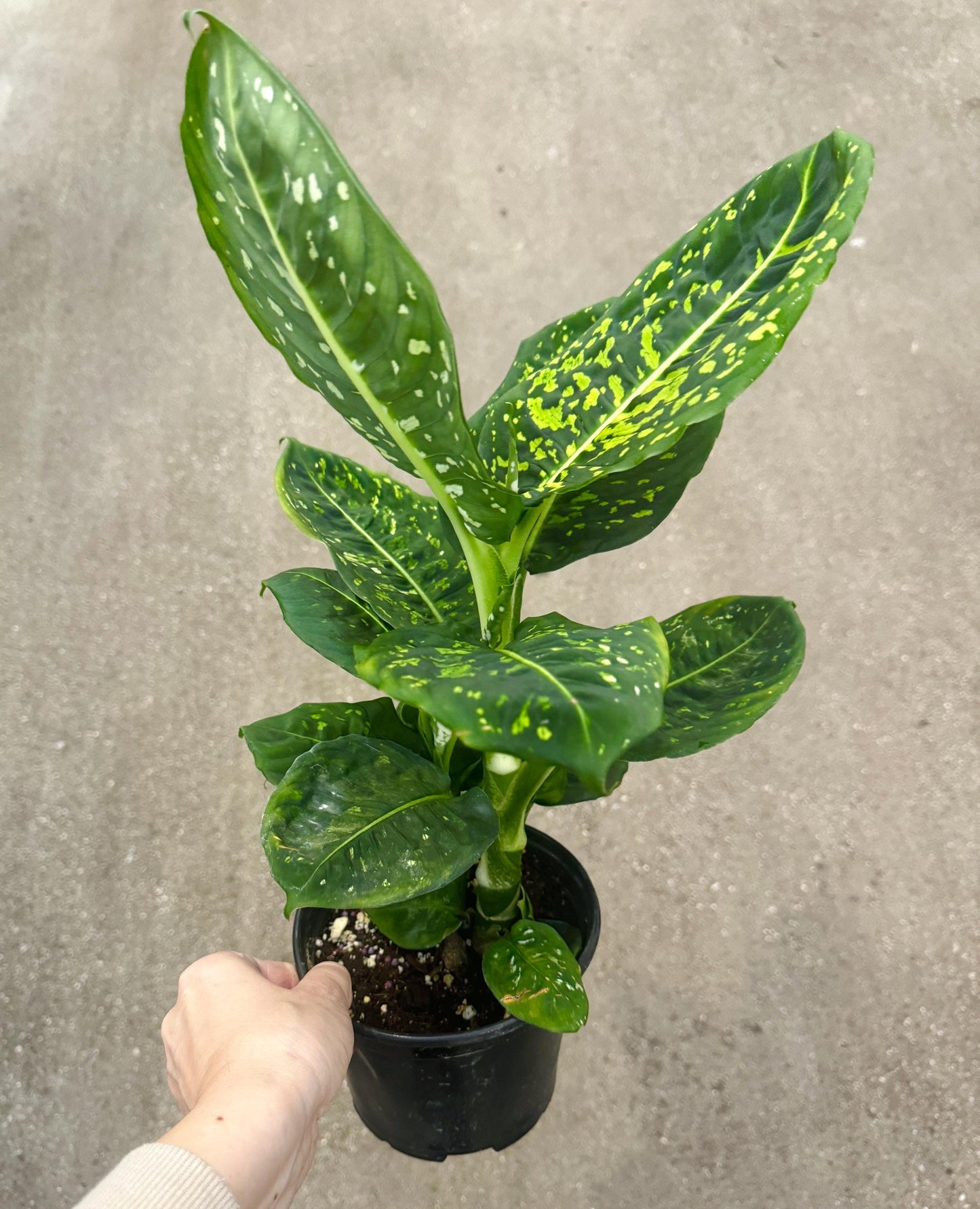 Dieffenbachia Reflector Plant - 4", 6" Pot | optional decorative pot