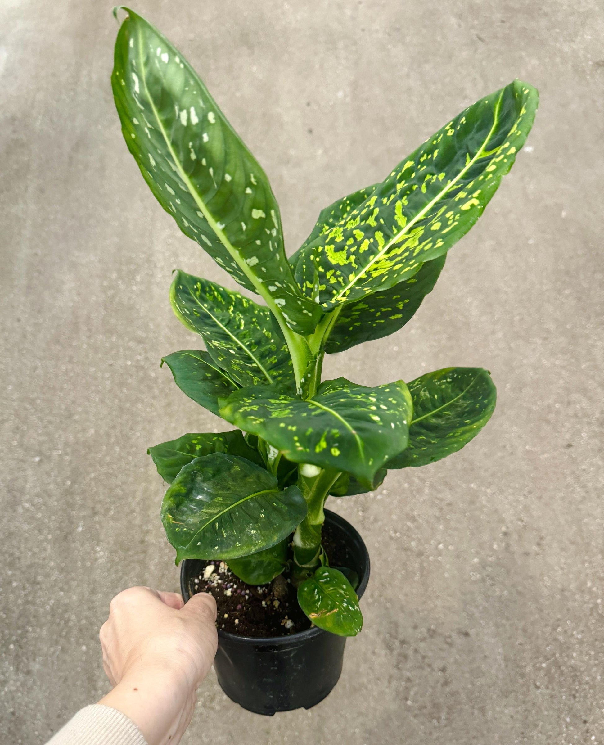 Dieffenbachia Reflector Plant - 4", 6" Pot | optional decorative pot
