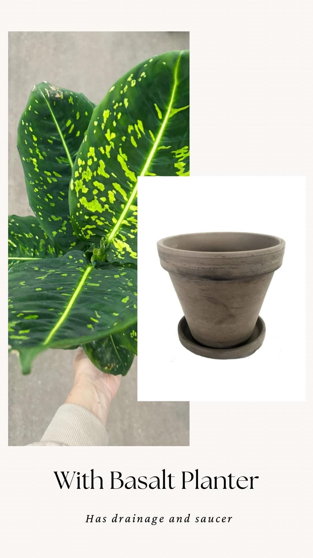 Dieffenbachia Reflector Plant - 4", 6" Pot | optional decorative pot