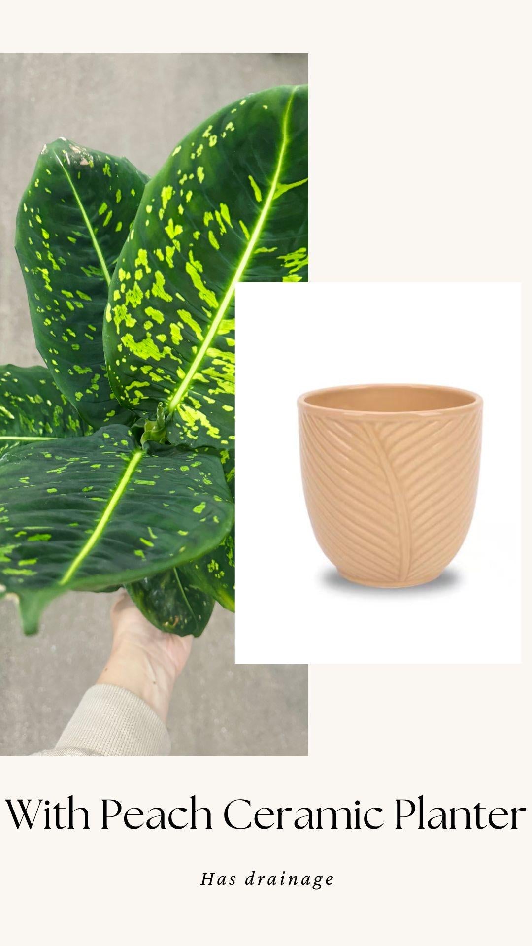 Dieffenbachia Reflector Plant - 4", 6" Pot | optional decorative pot